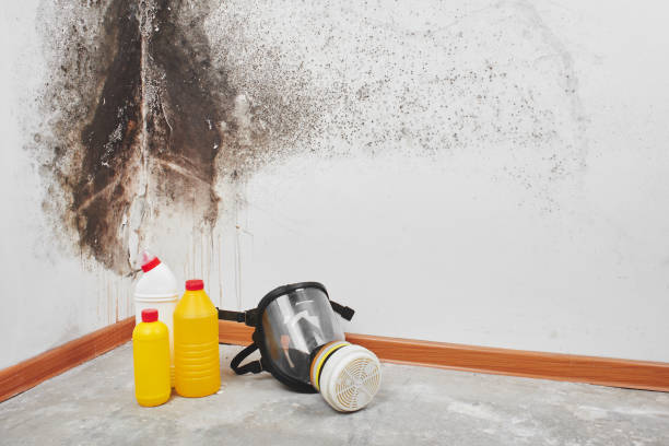Best Mold Testing and Inspection Services in Old Tappan, NJ