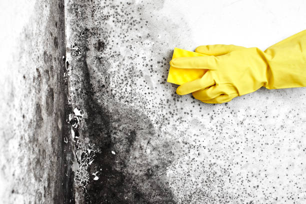 Best Black Mold Remediation in Old Tappan, NJ