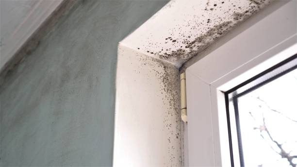 Best Preventive Mold Services in Old Tappan, NJ