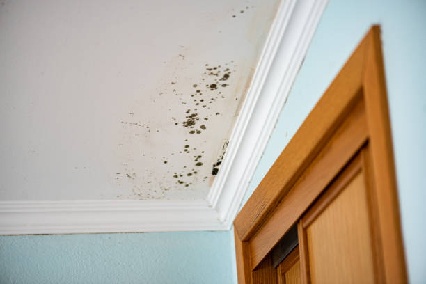 Best White Mold Remediation in Old Tappan, NJ