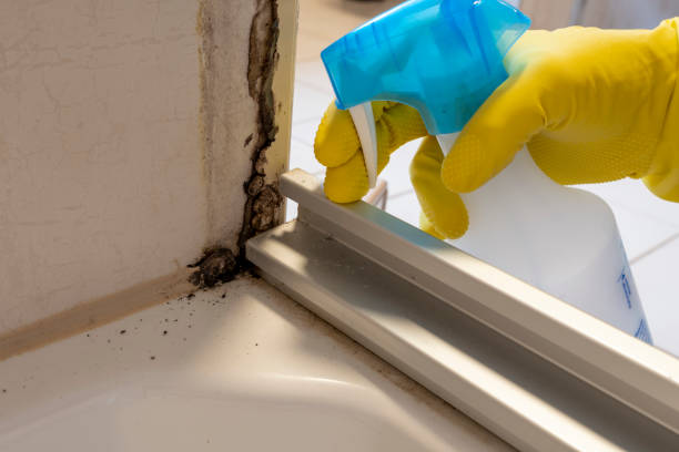 Best Residential Mold Remediation in Old Tappan, NJ