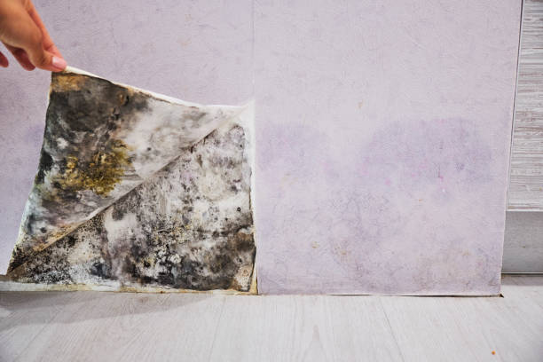 Best Basement Mold Remediation in Old Tappan, NJ